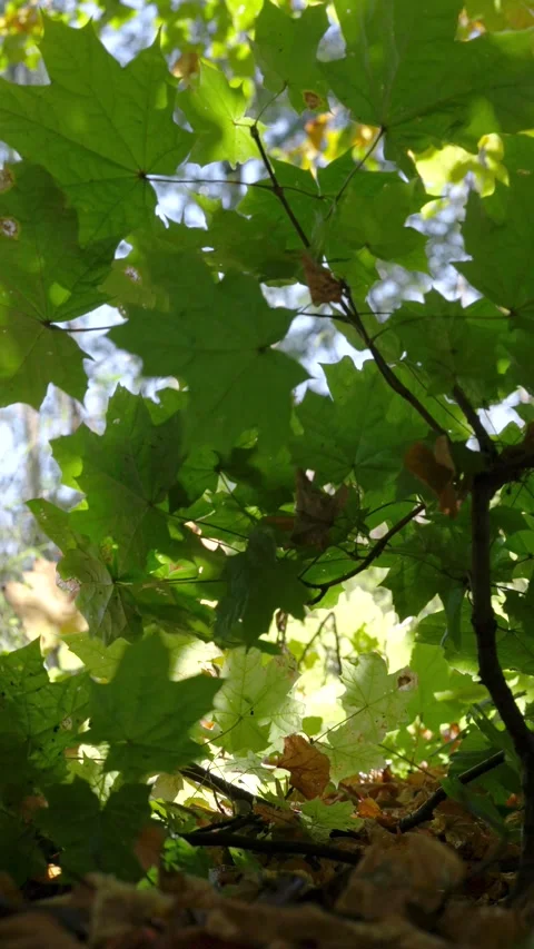 Low-angle under-canopy view of green maple leaves backlit by dappled sunlight re Stock Footage 345677359