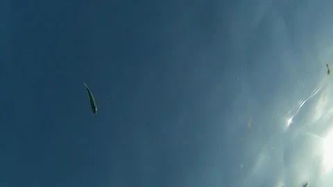 Low angle underwater pov of small fish swimming slow motion 스톡 동영상 276673006