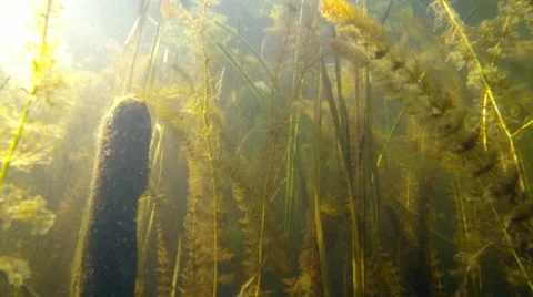 Low angle underwater shot of dense aquatic vegetation Stock Footage 55305647