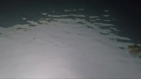 Low angle underwater shot of surface, Mariona jellyfish lake, Togian, Indonesia Stock Footage 162815979