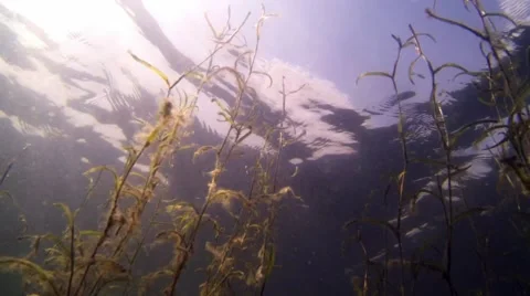 Low-angle underwater shot of Various-leaved pondweed (Potamogeton gramineus Stock Footage 53139705