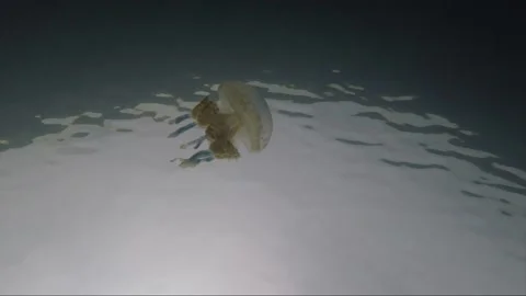 Low angle underwater shot, White spotted jellyfish, Togian, Sulawesi, Indonesia Stock Footage 162816165