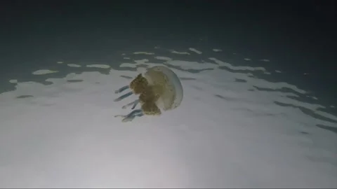 Low angle underwater shot, White spotted jellyfish, Togian, Sulawesi, Indonesia 库存影片 162816166