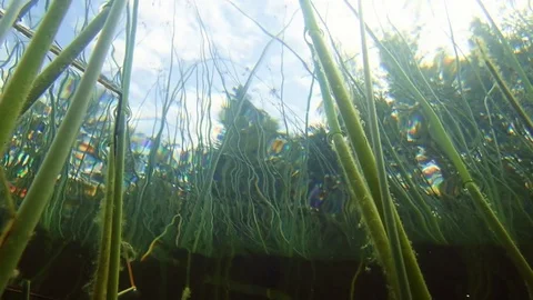 Low-angle underwater view of Lakeshore bulrush aquatic plant Stock Footage 85018328