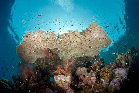 Low-angle underwater view of a pristine tropical table coral for Stock Photos
