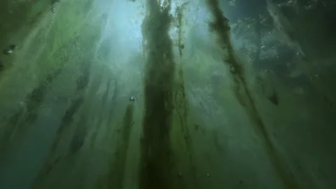 Low-angle underwater view of vertical Spirogyra algae curtains in murky swamp. Vídeos de archivo 341290183