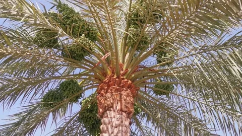 Low angle of unripe dates in a farm in Al Madinah, Saudi Arabia (KSA). Vídeo Stock 274471846