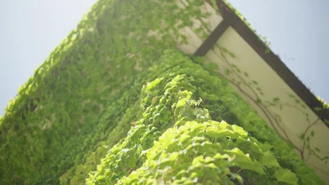 Low angle upward pan of ivy cloaked building corner and roofline Stock Footage 327013674