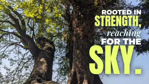 A low angle upward perspective displays large majestic tree trunks with thi.. Stock Photos