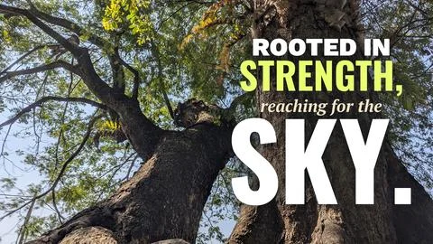 A low angle upward perspective displays large majestic tree trunks with thi.. Stock Photos