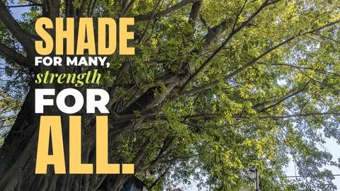 A low angle upward perspective displays lush green foliage, thick tree bran.. Stock Photos