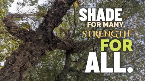 A low angle upward perspective displays lush green foliage, thick tree bran.. Stock Photos