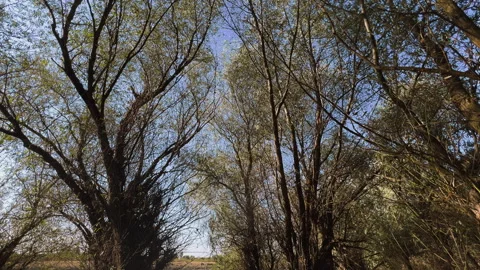 Low angle upward view looking into a dense forest tree canopy against a bri.. Stock Footage 345499894