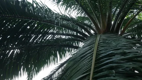 Low angle upward view of tropical palm tree canopy Video stock 336052305