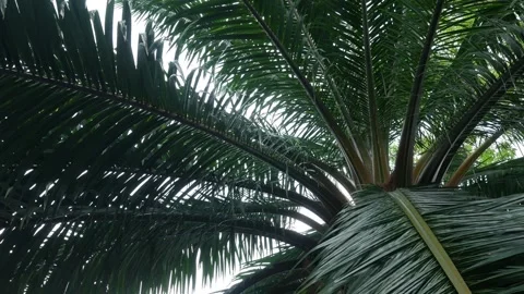 Low angle upward view of tropical palm tree canopy Stock Footage 336052808