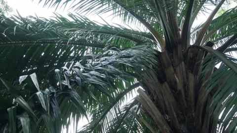 Low angle upward view of tropical palm tree canopy Stock Footage 336316448