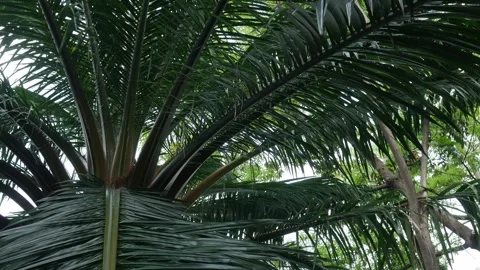 Low angle upward view of tropical palm tree canopy Stock Footage 336316516