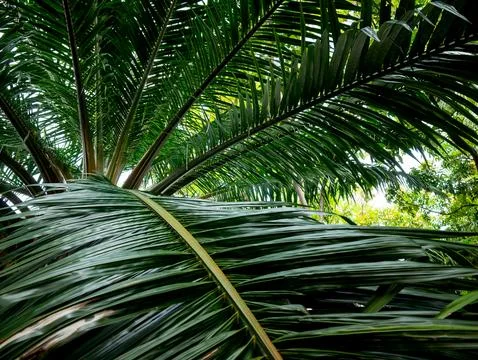 Low angle upward view of tropical palm tree canopy with overlapping green f.. Stock Photos
