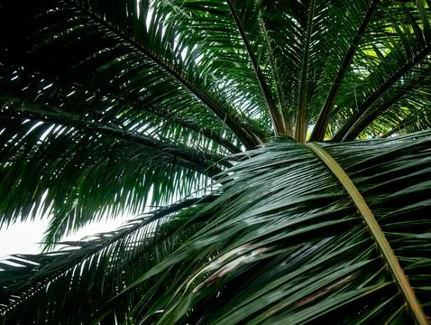 Low angle upward view of tropical palm tree canopy with overlapping green f.. Stock Photos