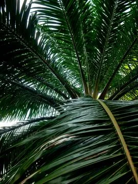 Low angle upward view of tropical palm tree canopy with overlapping green f.. Stock Photos