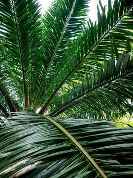 Low angle upward view of tropical palm tree canopy with overlapping green f.. 스톡 사진