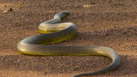 Low angle of a venomous taipan slithering away Stock Footage 112344603