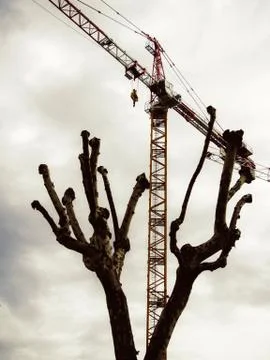 A low angle vertical closeup shot of bare trees with construction on the back Stock Photos