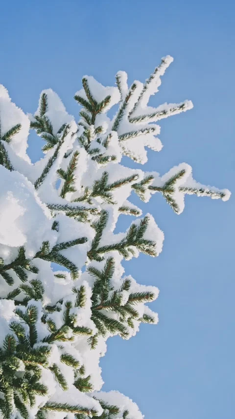 Low-angle vertical shot of heavy snow on Nordic spruce tree branches in Stock Footage 330925502