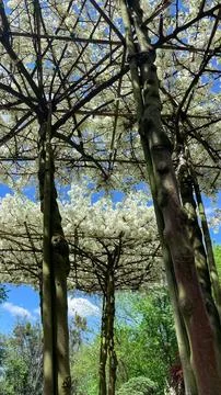 Low angle vertical shot looking up at the trunks and flat roof-formed espal.. Stock Photos