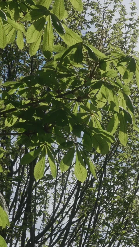 Low angle vertical shot, tree leaves with blue sky – Vertical Video Stock Footage 308156890