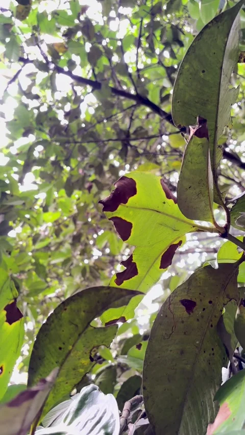 Low Angle Vertical View of Infected Green Leaves Stock Footage 346009021