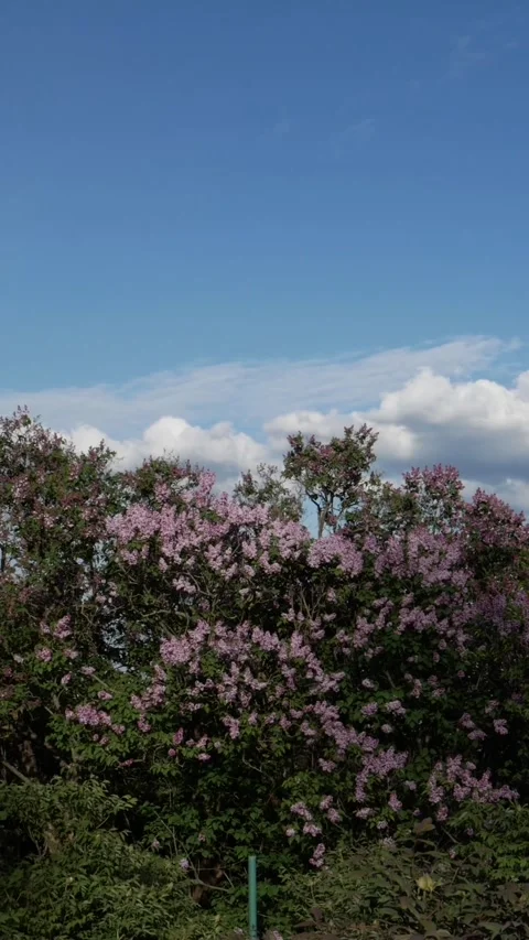 Low angle vertical view of lilac bushes under blue cloudy sky Stock Footage 333780162