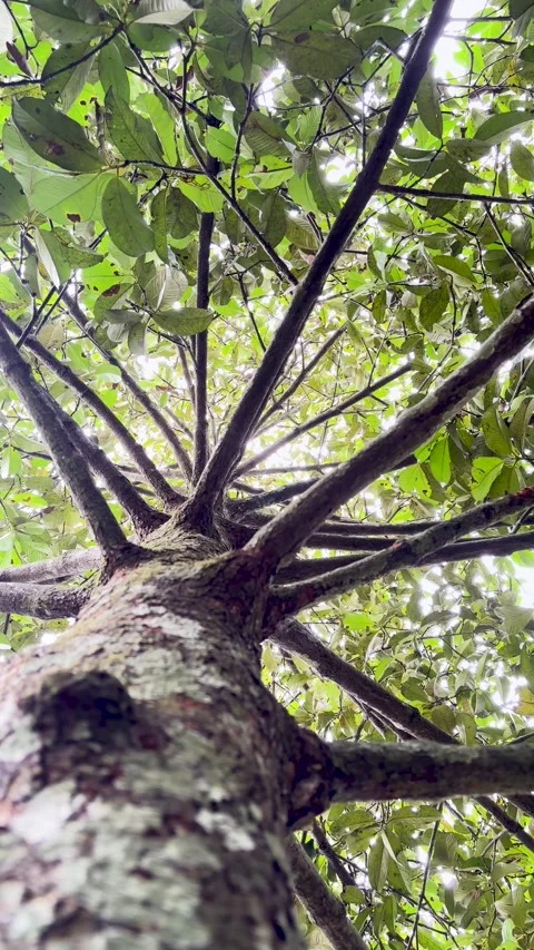Low Angle Vertical View Looking Up to the Textured Trunk and Winding Branches Stock Footage 346009082