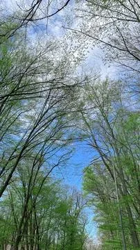 Low angle vertical view of spring tree canopies against cloudy sky 스톡 사진