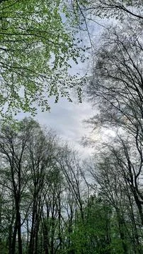 Low angle vertical view of spring tree canopies against cloudy sky 스톡 사진