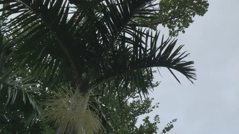 Low angle vide of trees in stormy weather Stock Footage 134900434