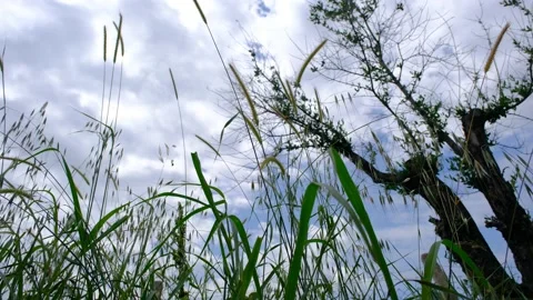 Low angle video 4K video of plants and overcast Stock Footage 165151368