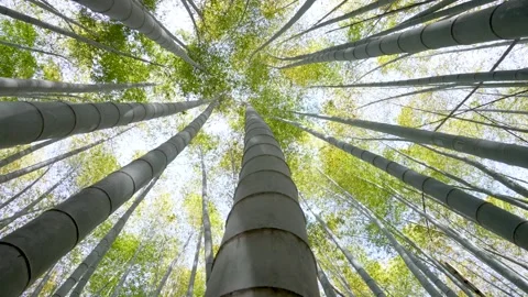 Low angle video of bamboo grove. Stock Footage 263012211