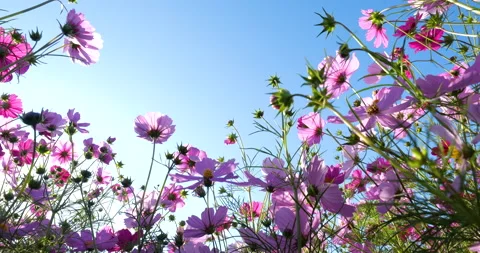 Low angle video of a cosmos field in full bloom. Stock Footage 159840392