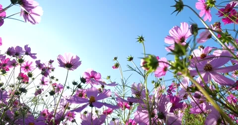 Low angle video of cosmos field. Video stock 160607887