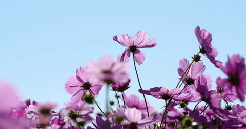 Low angle video of a cosmos field in full bloom. Stock Footage 161712369
