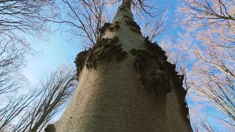A low-angle video of a European Beech (Fagus sylvatica) trunk. 스톡 동영상 323867494