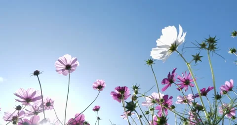 Low angle video shoot of cosmos field. Stock Footage 133032932
