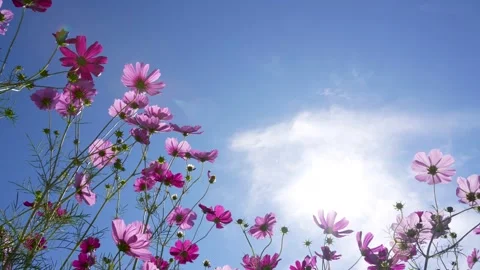 Low angle video shoot of cosmos field. Stock Footage 205020236