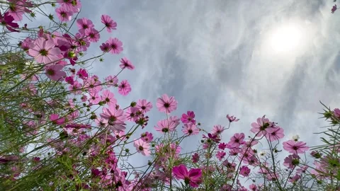 Low angle video shoot of cosmos field. Stock Footage 310938611