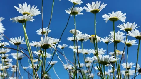 Low-angle video shot of daisies against a blue sky, capturing a serene Stock Footage 338298121