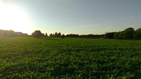Low angle view across green corn field at sunset. Livestock feed crops with Видео 340195501