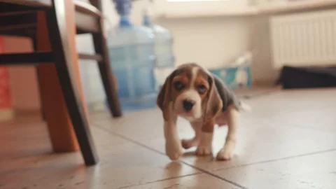 Low angle view of active young beagle dog itching his back. Close-up of tiny Stock Footage 112750037