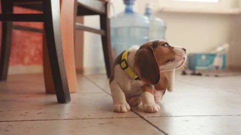 Low angle view of active young beagle dog itching his back. Close-up of tiny Foto stock