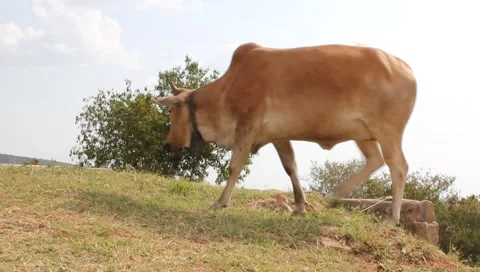 Low angle view of an african cow grazing (HD) Stock Footage 6930501